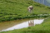 Kleinwalsertal Österreich - Rundum den Widderstein (27.7.2005)