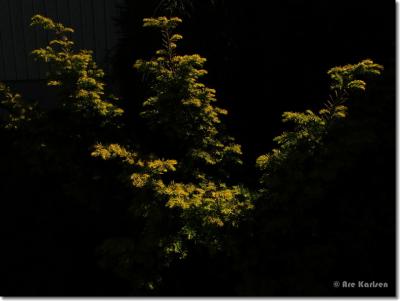 CRW_8992.jpg