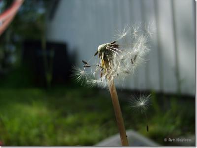 CRW_8097.jpg