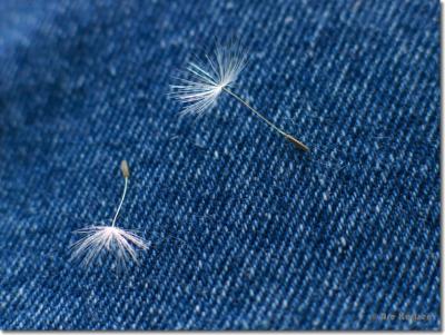 Macro