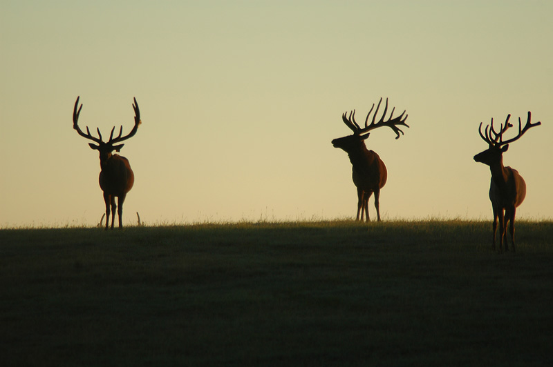 Elk Sunrise 4