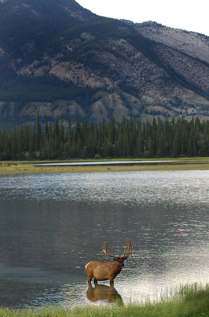 elk 77.jpg
