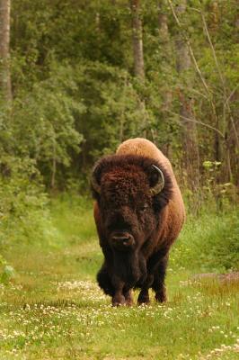 Bison coming out of the bush