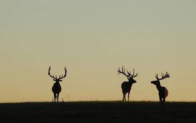 Three Elk