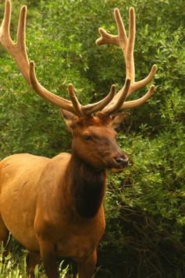 Elk - in the Canadian Rockies - Jasper and Banff