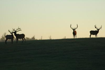 elk s9.jpg
