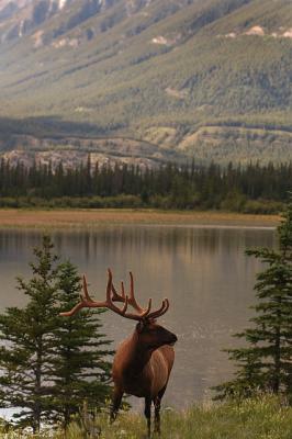 elk single.jpg