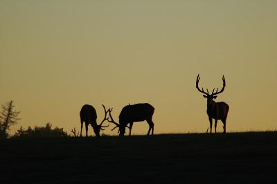 elk 9a.jpg