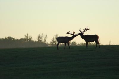 elk 9ad.jpg