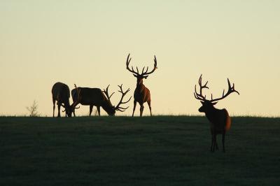 elk 13.jpg
