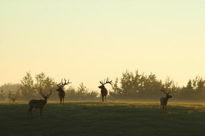elk 17.jpg