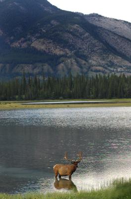 elk 77.jpg