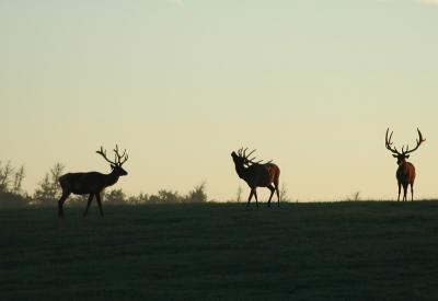 elk 98d.jpg