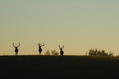 elk a9.jpg