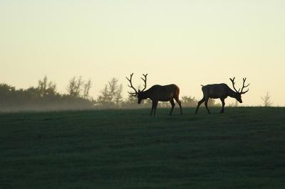 elk double.jpg