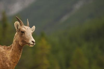 Sheep 2