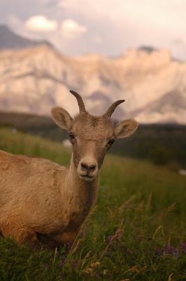 Sheep 6