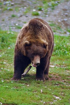 grizzly bear 1.jpg