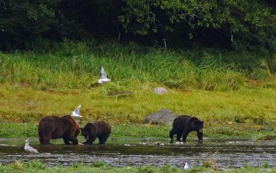 grizzly mother and cubs at pack creek admiralty.jpg