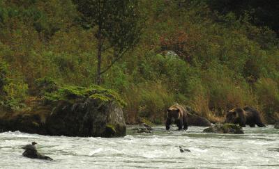 haines grizzly 2.jpg