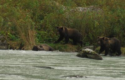 haines grizzly pair hunt for salmon.jpg