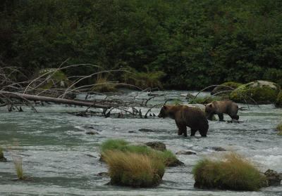 Haines grizzly salmon hunt1.jpg