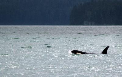 orca swimming near glacier alaska.jpg