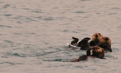 sea otters.jpg