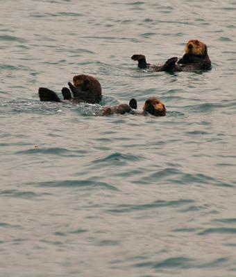 sea otters 2.jpg