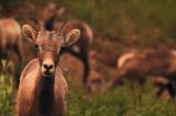 Bighorn Sheep 3