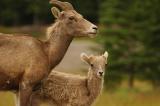 Bighorn Sheep 123