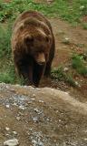 alaskan brown bear 2.jpg