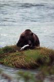 haines grizzly 1.jpg