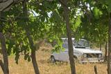 IBIZA  . 50 ANS LES FIGUIERS, LA VOITURE UN TOUT PETIT PEU MOINS