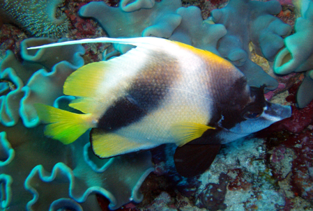 Red Sea Bannerfish 2.jpg