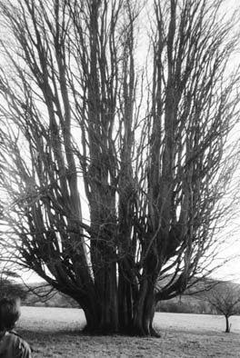 Zelkova Trees-Tisbury 7.jpg