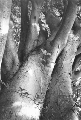 Zelkova Trees-Tisbury 4.jpg