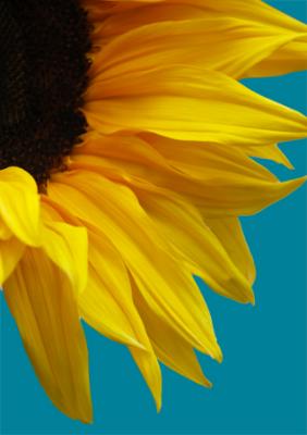 Sunflower_2.jpg