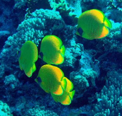 v3/83/464183/3/49037416.MaskedButterflyfish2.jpg