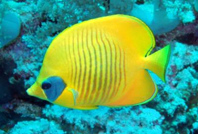v3/83/464183/3/49037417.MaskedButterflyfish.jpg