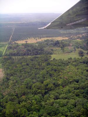 Jungle - arial view.jpg