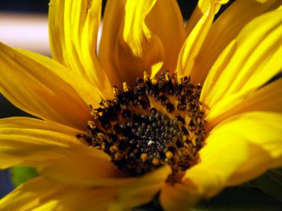 sunflower_detail_7.jpg