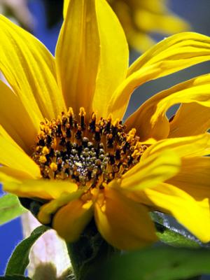 sunflower_detail_9.jpg