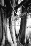 Zelkova Trees-Tisbury 8.jpg