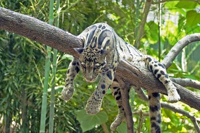 v3/83/471983/3/44191200.Cloud_leopard.jpg