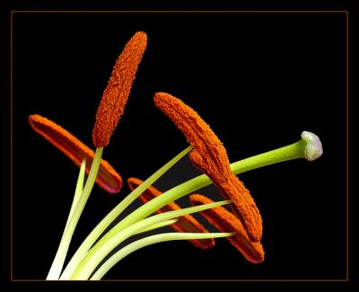 v3/83/471983/3/46492874.lily2forwebframe.jpg
