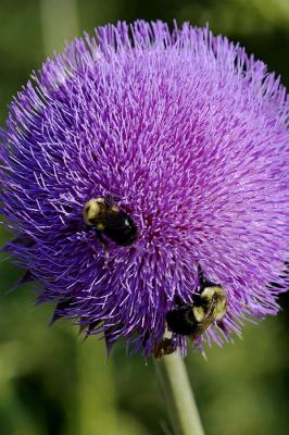v3/83/471983/3/46733714.purpleflower.jpg