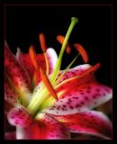 Stargazer Lily