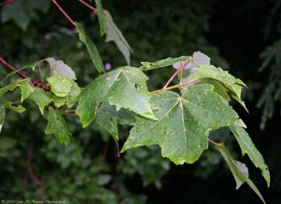 Rainy Morning Maple