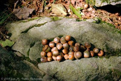 Squirrel Buffet